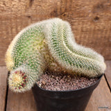 D4310 MAMMILLARIA PILCAYENSIS CRESTED pot14-H14-W20 cm MaMa Cactus Green Plant