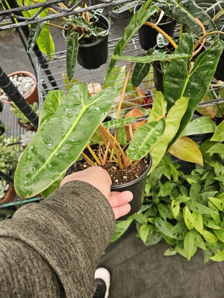 Potted philodendron billietiae with large glossy green leaves in a brown pot