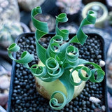 Albuca Namaquensis Baker Succulent Potted Garden Decoration Plants Root 1.5-2cm Garden Plants