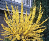 FORSYTHIA BOGO SALE - Deciduous Starter Shrubs  - FREE SHIPPING Flowering Plants