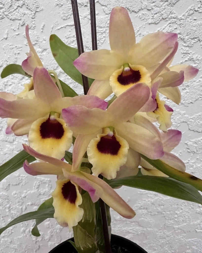 Dendrobium orchid plant with pale yellow blooms, purple tips, dark red centers