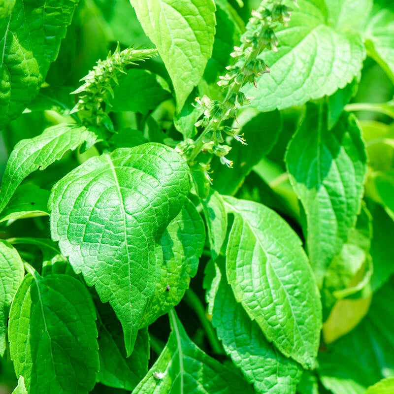 CLOVE SCENTED BASIL 150 SEEDS NON - GMO FRESH FOR GARDENS Garden Plants