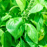 CLOVE SCENTED BASIL 150 SEEDS NON - GMO FRESH FOR GARDENS Garden Plants
