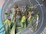 Orchid Plant Mix no ID Rescue 2 plants As is for pro growers pic sample Orchids