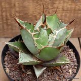 D116 AGAVE TITANOTA WHITE ICE pot14-H11-W12 cm MaMa Cactus Green Plant