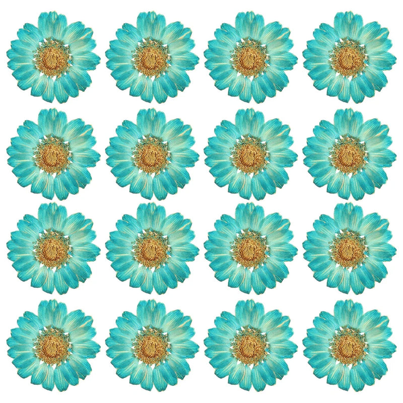 48 Pcs Dried Pressed Flower Natural Dried Daisy Flower,Color Absorbing Blue Daisies