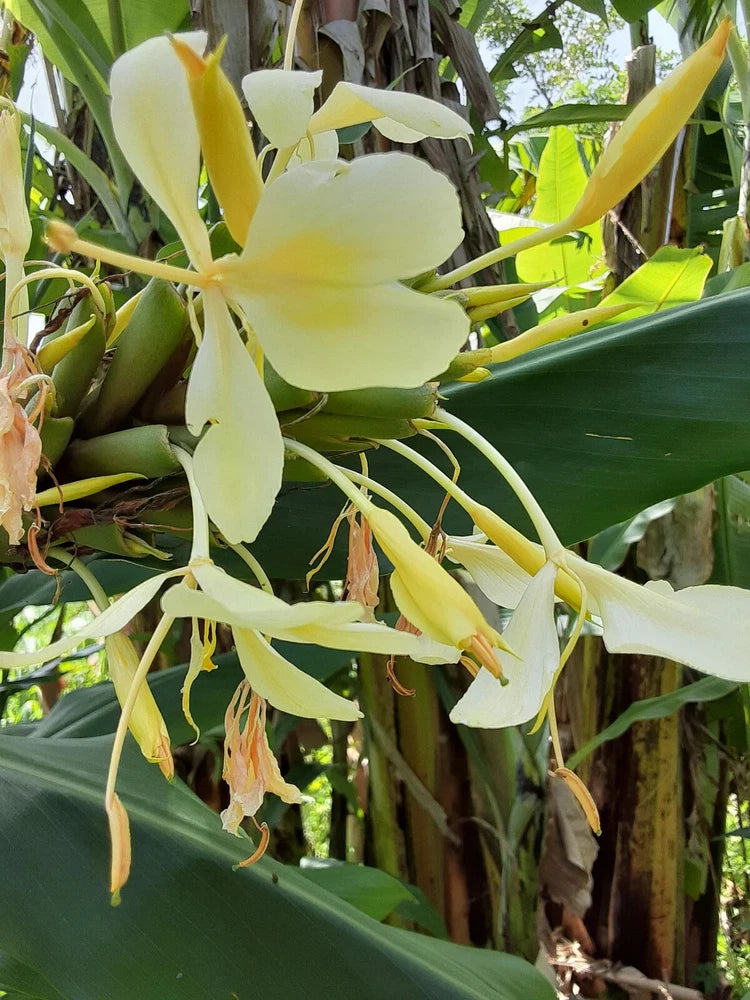 2x Yellow butterfly ginger rhizomes with stalk. Very fragrant with many flowers. Flowering Plants