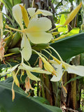 2x Yellow butterfly ginger rhizomes with stalk. Very fragrant with many flowers. Flowering Plants