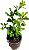 Kaffir Lime Plant 4"-24" Green Plant