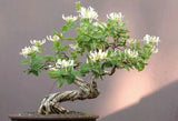 4 Honey suckle plant Rooted cuttings for Bonsai Flowering Plants