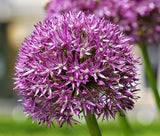 ONION ORNAMENTAL Allium Aflatunense - 10 Seeds Garden Plants