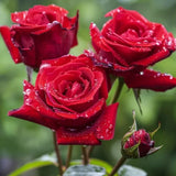Red Rose Seeds Ð 20 Seeds Ð Non-GMO Heirloom Variety for Home Gardens, Bouquets Garden Plants