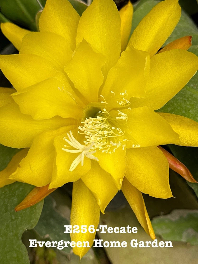 Yellow epiphyllum orchid cactus flower in full bloom, close-up