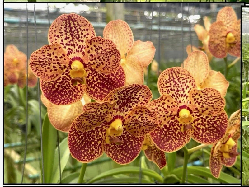 Maroon and yellow spotted orchid flowers with pale petals and yellow centers