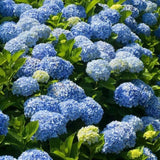 5 Nikko Blue Hydrangea Bare-Root Hydrangea