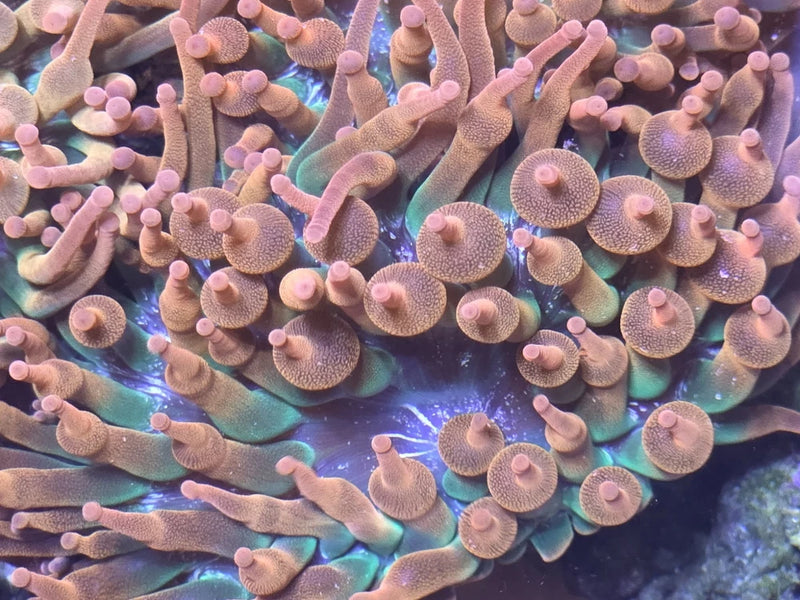______Rainbow Rose Bubble Anemones!! Halide Grown!! Brightest Colors!!!______ Anemone