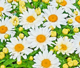 SHASTA DAISY FLOWER SEEDS 500+ PERENNIAL bees BUTTERFLY garden FREE SHIPPING Garden Plants