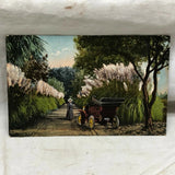 Vintage Postcard A Pampas Grass Road In California Scene Pampas Grass