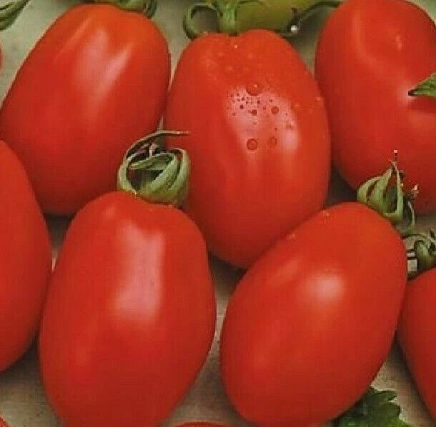 RIO GRANDE TOMATO SEEDS 100+ vegetable GARDEN culinary SAUCE FREE SHIPPING Garden Plants