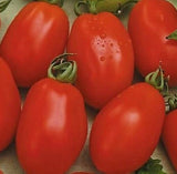 RIO GRANDE TOMATO SEEDS 100+ vegetable GARDEN culinary SAUCE FREE SHIPPING Garden Plants