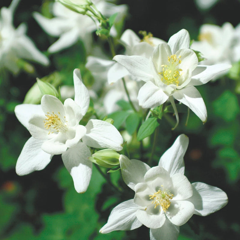Crystal Star Columbine Seeds | Heirloom | Free Shipping | Seed Store | 1217 Flowering Plants
