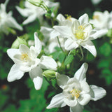 Crystal Star Columbine Seeds | Heirloom | Free Shipping | Seed Store | 1217 Flowering Plants