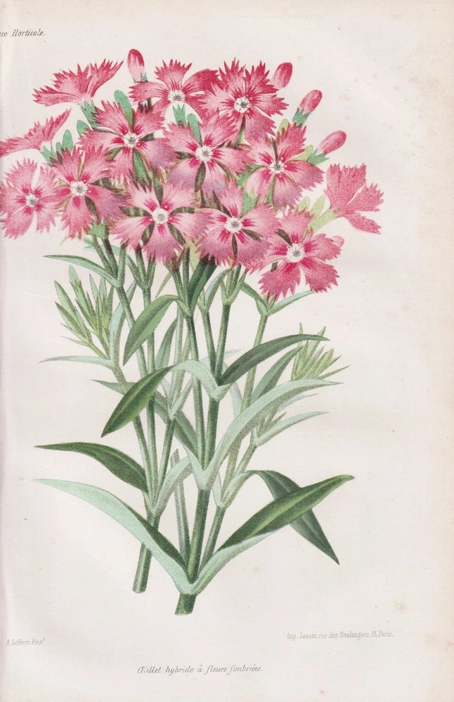 Botanical lithograph print of pink carnation flowers with green stems and leaves