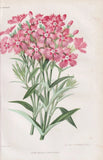 Carnation carnation flower botany botany lithograph revue Horticole 1865 Carnation