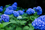 Blue Hydrangea Flowering Plants Photo Art Print Poster 18x12 Hydrangea