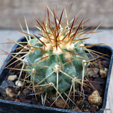 D3072 COPIAPOA HASELTONIANA pot8-H5-W5 cm MaMa Cactus Green Plant