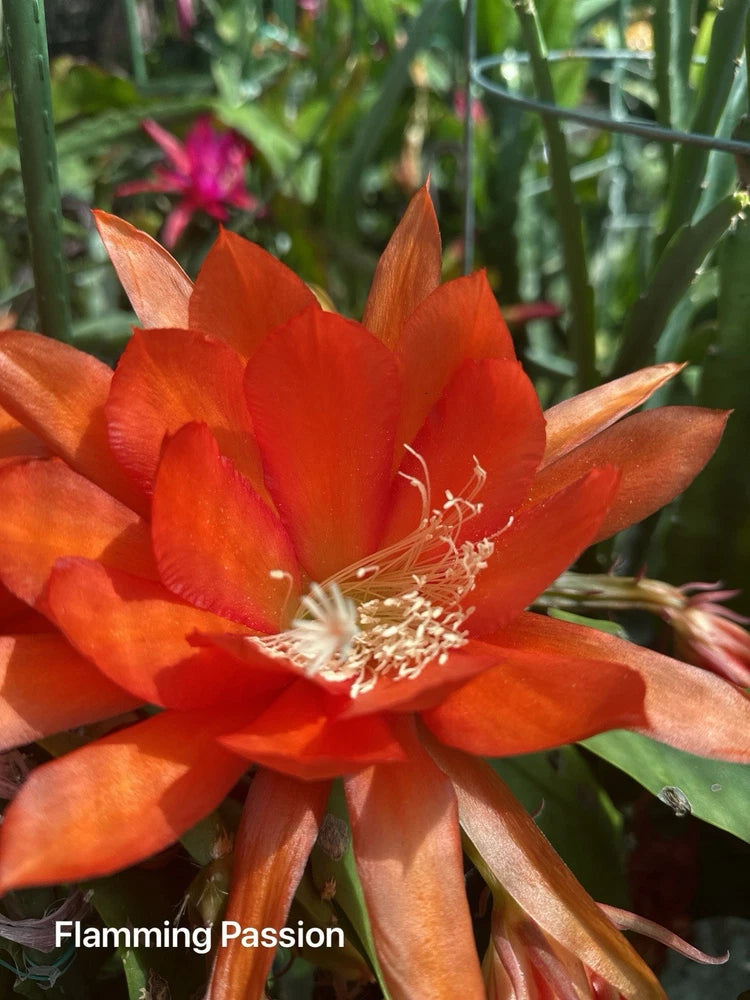 Orange epiphyllum cactus flower with visible stamens on a cutting
