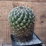 D1172 CORYPHANTHA MAIZ-TABLASENSIS pot10-H14-W10 cm MaMa Cactus Green Plant