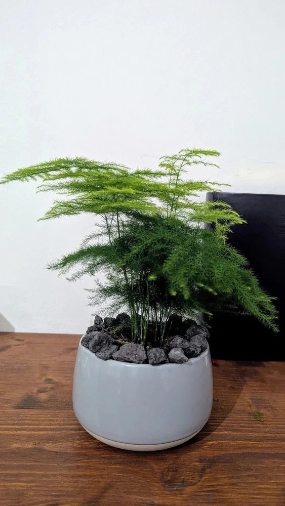 Asparagus fern in a gray round pot with decorative rocks and trailing fronds