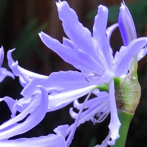 Light blue orchid blossom with green bud and slender petals, close-up
