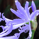 Light blue orchid blossom with green bud and slender petals, close-up