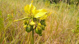 Tacca leontopetaloides | Hawaiian Arrowroot|Tacca hawaiiensis| 5_Seeds Garden Plants