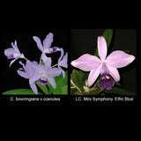 Mini-Catt BLUE Hybrid Laelia Cattleya bowringiana x Mini Symphony Orchid Plant Orchids