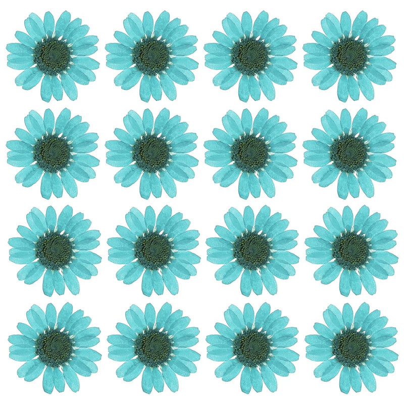 48 Pcs Dried Pressed Flower Natural Dried Daisy Flower,Lake Blue Daisies