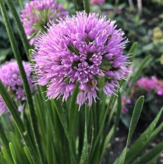 Purple ornamental allium with round clusters of lilac-purple blooms and green stems