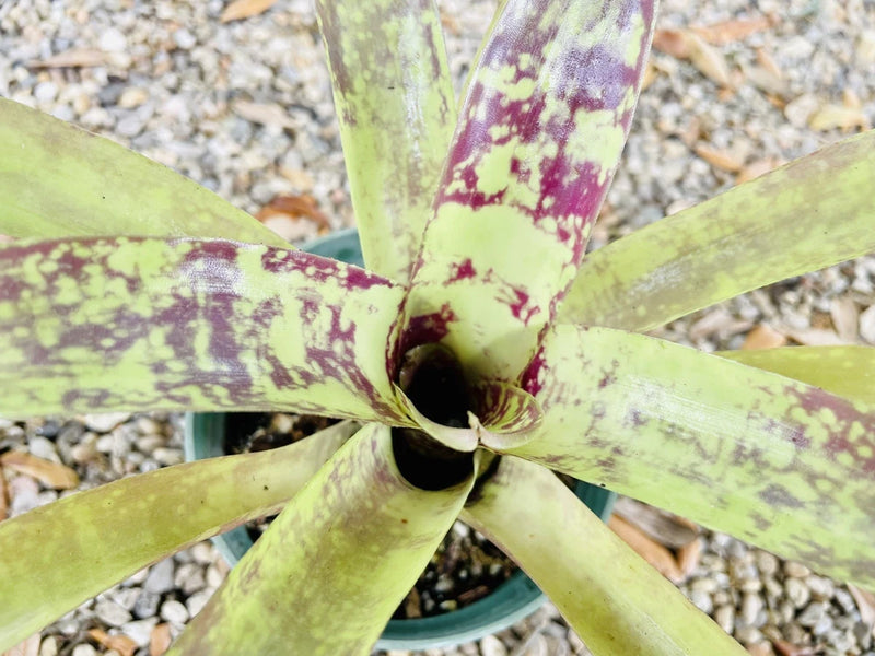 Bromeliad Neoregelia plant in pot, green leaves with purple speckles and dark center