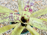 Bromeliad Neoregelia Wisteria 5Ó pot Plant Green Purple Orchids