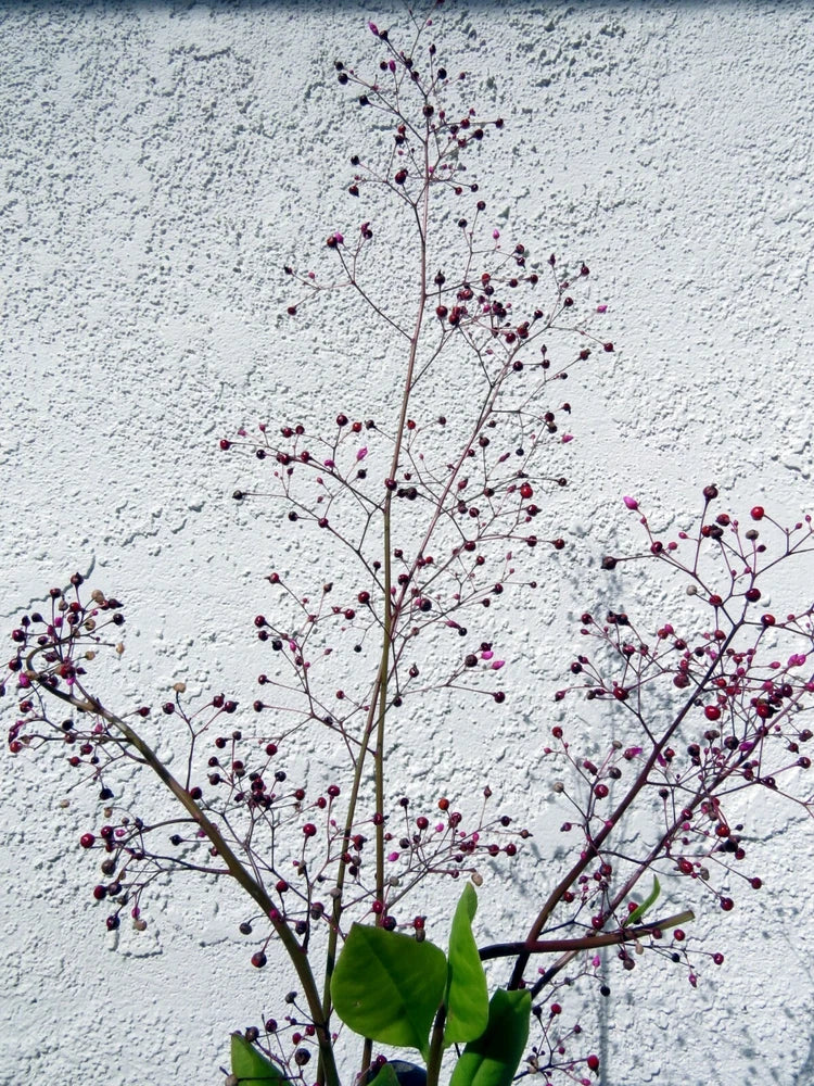 Jewels of Opar or Fame Flower (Talinum paniculatum) delicate beauty and flavor Garden Plants