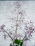 Jewels of Opar or Fame Flower (Talinum paniculatum) delicate beauty and flavor Garden Plants