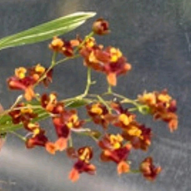 Orange and yellow oncidium orchid with striped green leaves and small clusters