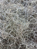 __10 Pounds  Natural Spanish Moss Ð Organic, Crafts, DŽcor, Terrariums & Gardens Garden Plants