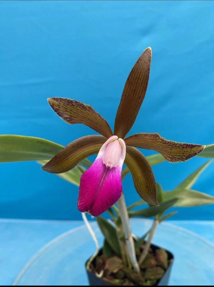 Pink-purple orchid blossom with brown petals, green leaves in a small pot