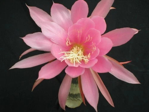 Pink orchid cactus flower with layered petals and yellow stamens