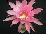 Epiphyllum, Orchid Cactus, " DANCING GIRL ", Don's Quart pots APRIL/2 Orchids