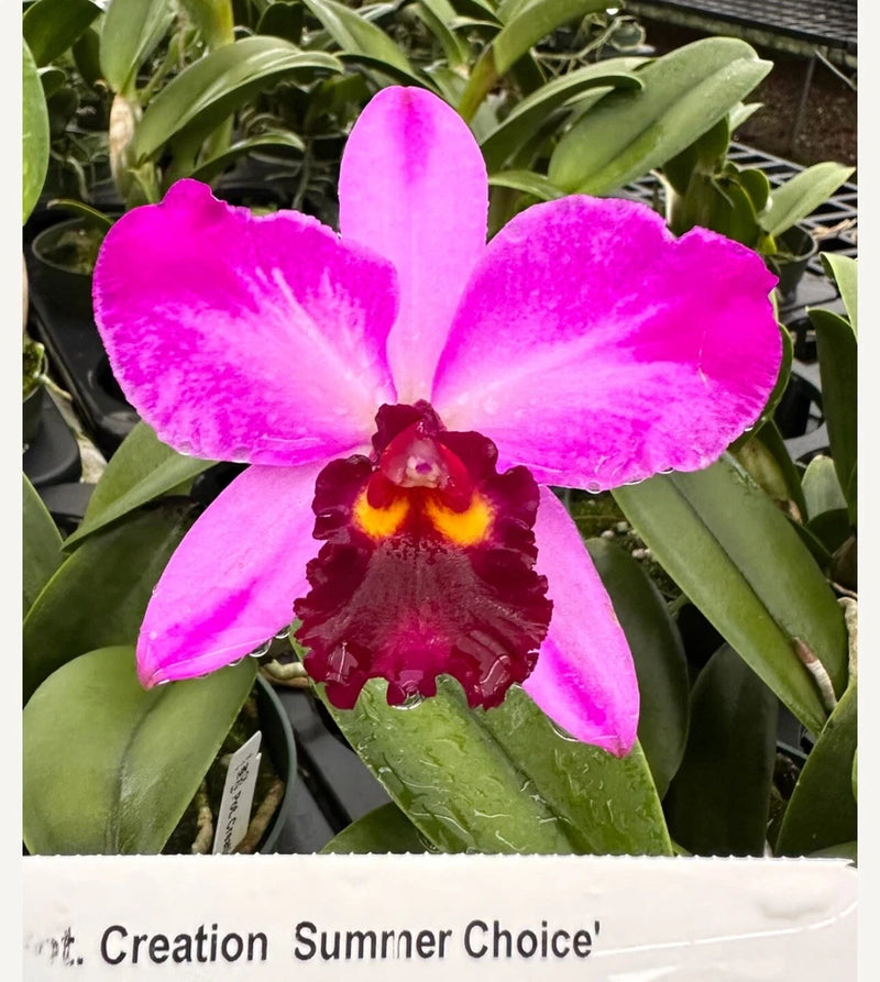 Pink Cattleya orchid bloom with magenta petals, yellow-red center, and green leaves