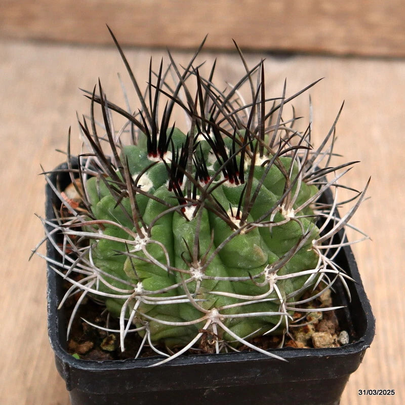 Potted cactus plant with round green stems and white spines in black pot